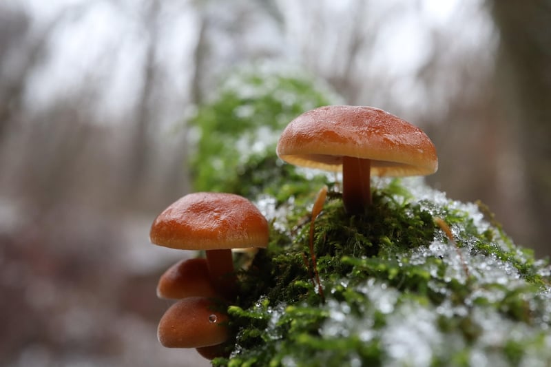 Food Forests