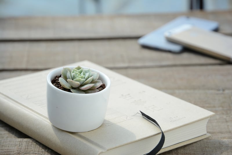 Indoor Succulents