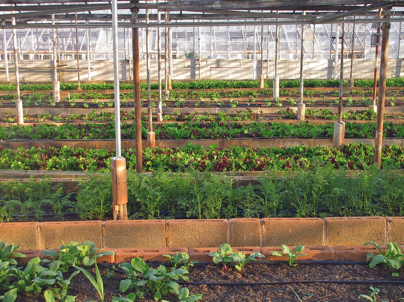Urban Agriculture