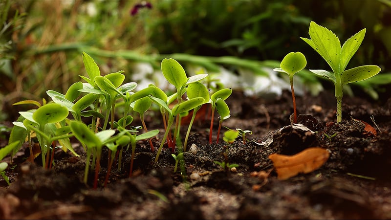 Polycultures