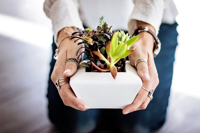 Indoor Succulents
